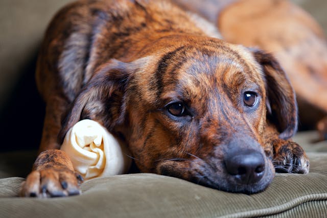 Hidden Signs of Pain: How to Tell If Your Pet Is Suffering in Silenceані